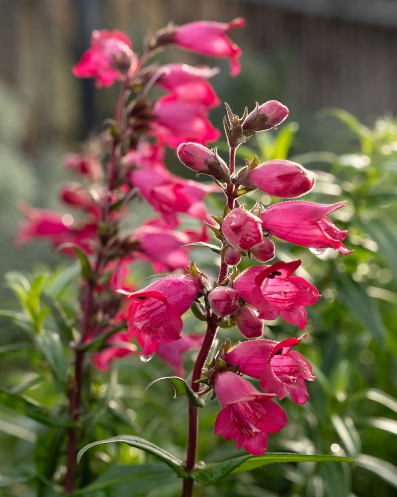 Penstemon Delivers Bright Blooms with Minimal Fuss