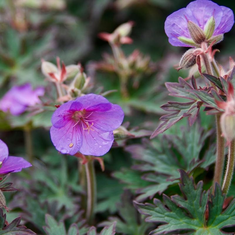 Hardy Geranium (Cranesbill)
