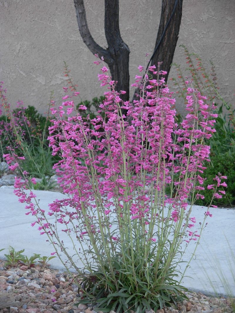 Salvia Parryi Handles Southern Arizona Heat With Ease