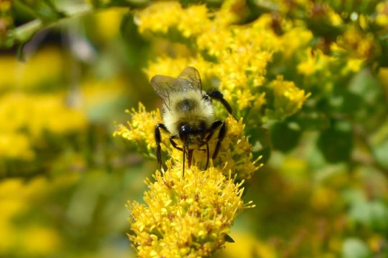 Goldenrod Supports Late Season Bee Activity