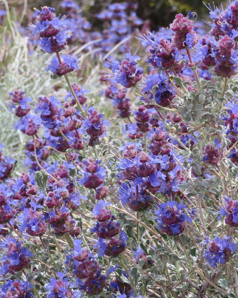 Salvia Dorrii Stands Out In Northern And Western Desert Landscapes