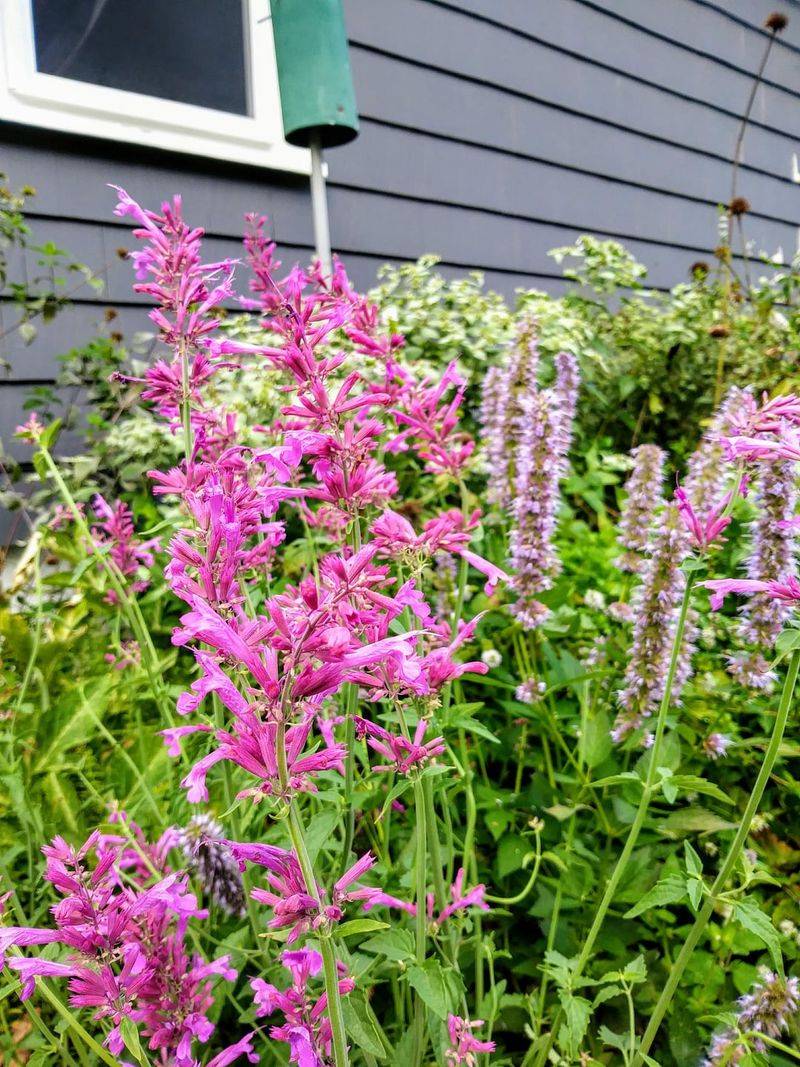 Agastache (Hummingbird Mint)