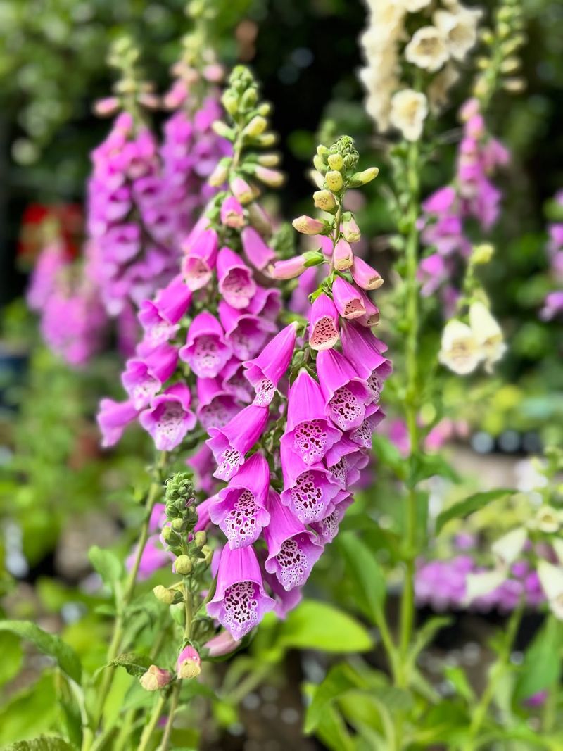 Foxglove (Digitalis purpurea)