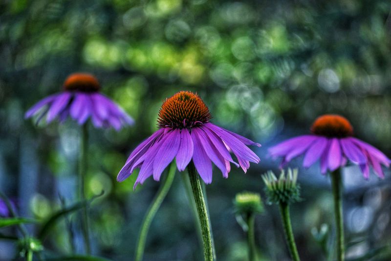Purple Coneflower Stands Tall And Draws Pollinators All Summer In Georgia