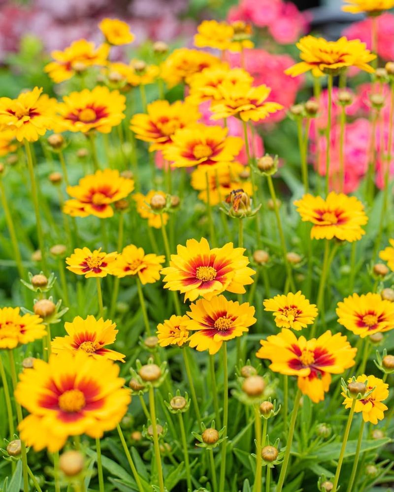 Coreopsis That Gives A Light, Wildflower Feel To Bouquets