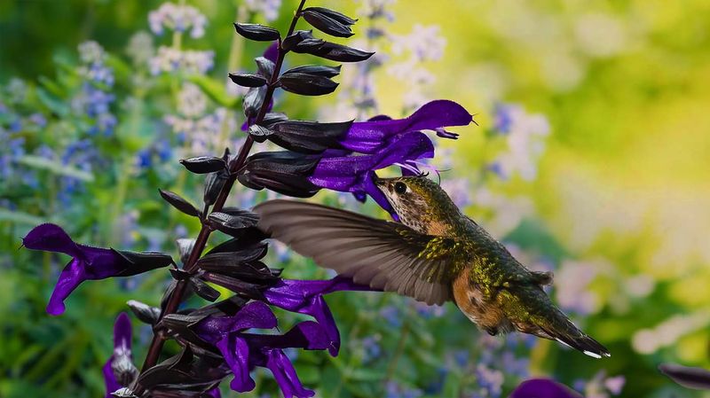 Hummingbirds Visit Daily When You Plant Salvia