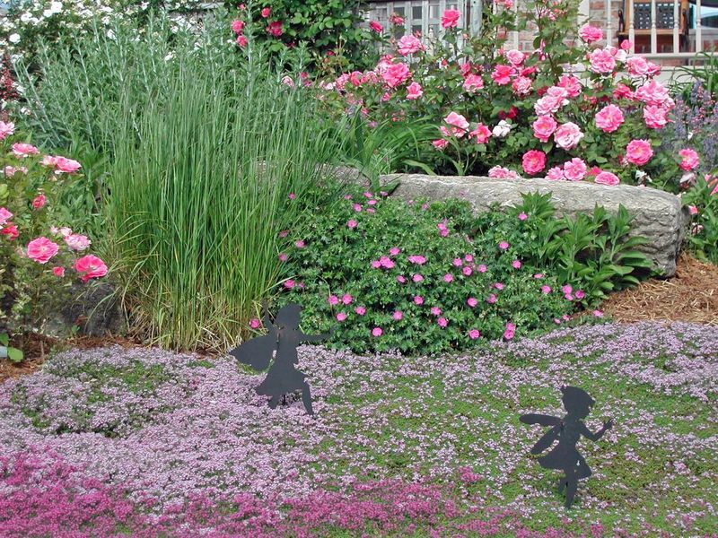 Creeping Thyme (Thymus serpyllum)