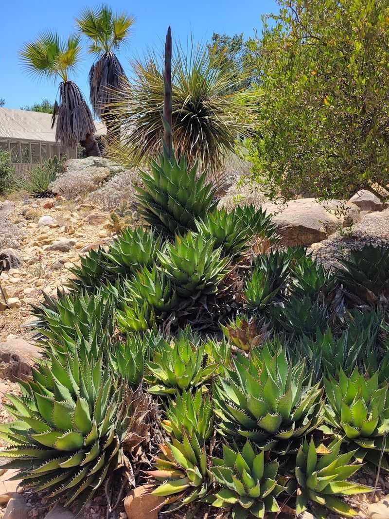 Santa Barbara Botanic Garden (Santa Barbara)