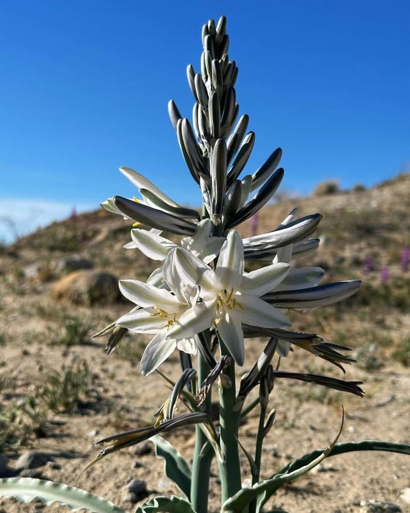 Desert Lily (Hesperocallis undulata)
