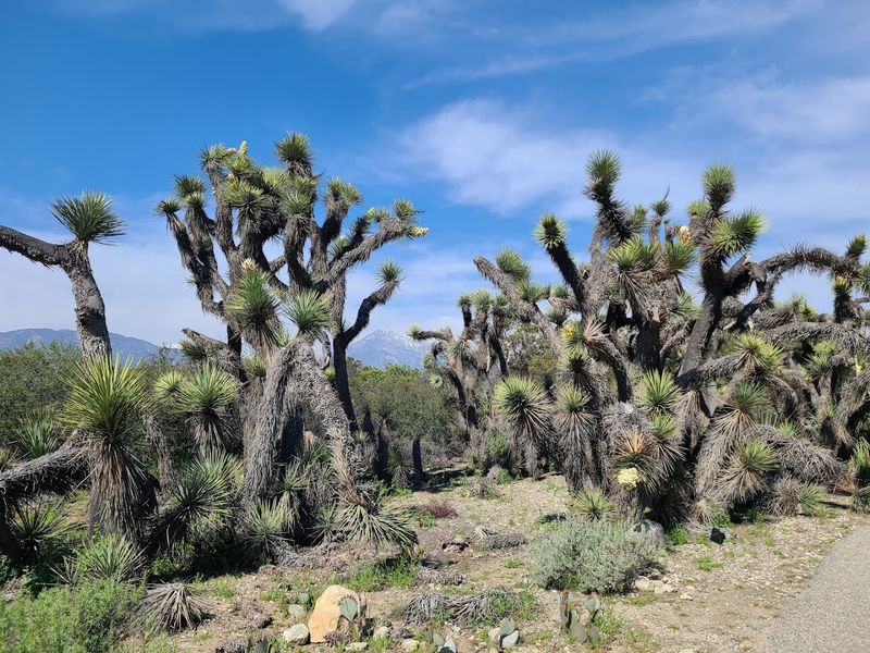 California Botanic Garden (Claremont)