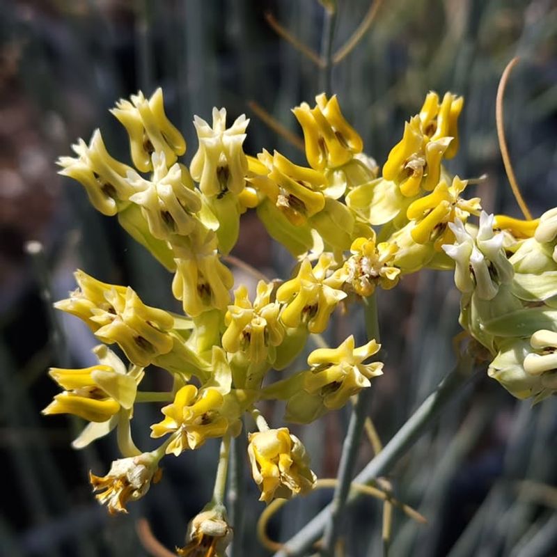 Desert Milkweed Thrives In Open Exposure Once Established