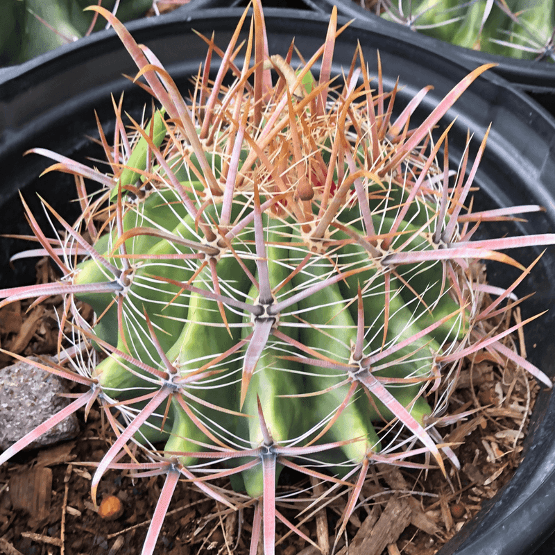Fishhook Barrel Thrives Where Other Plants Burn Out