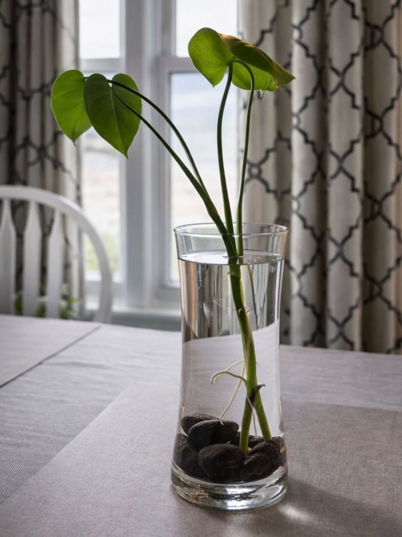 Water Propagation Works For Many Easy Georgia Houseplants