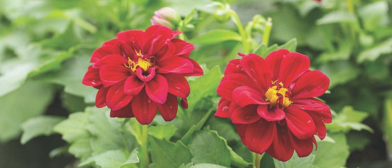 Stronger Plants Year After Year