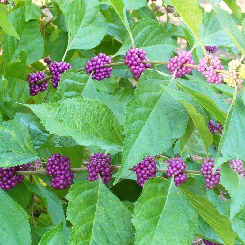 Beautyberry And Fakahatchee Grass