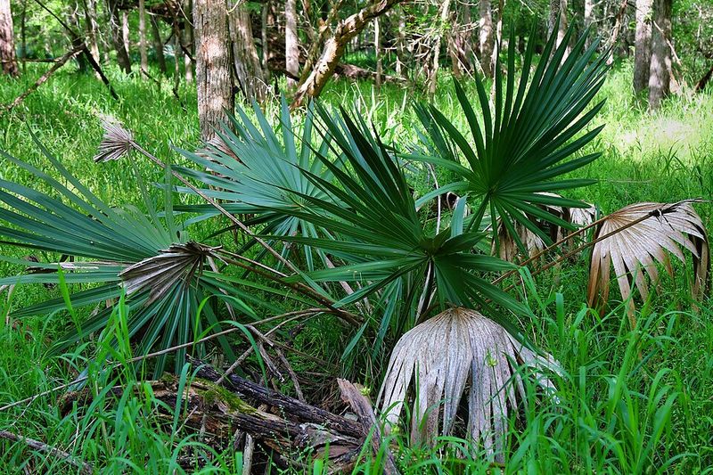 Dwarf Palmetto Handles Cold Better Than Most Palms