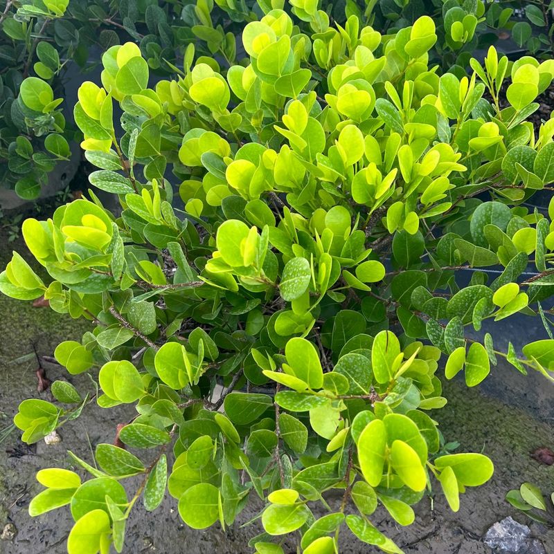 Cocoplum Makes Great Hedges