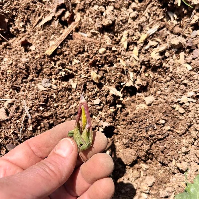 Cutworms Stay In Soil And Begin Feeding After Soil Thaws