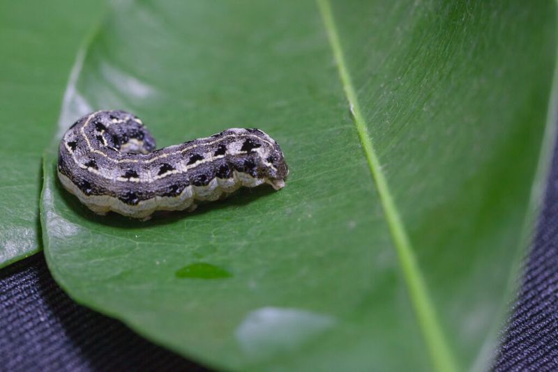 Caterpillars (Early-Emerging Species)