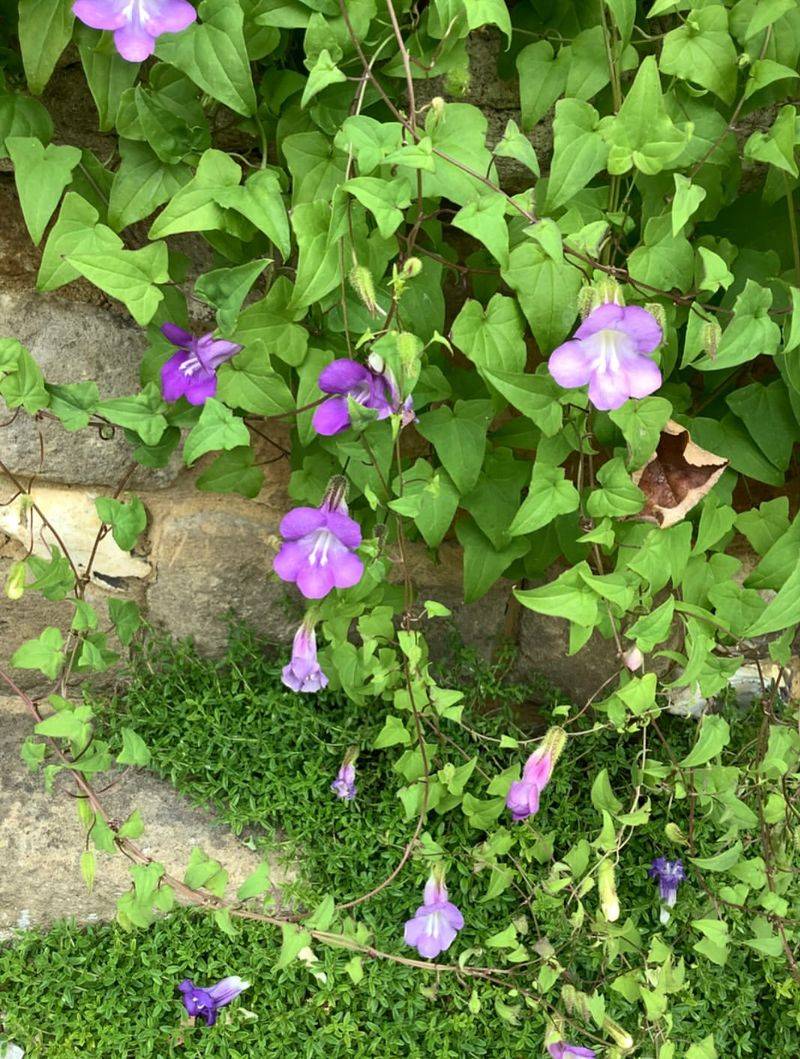 Climbing Snapdragon Softens Structures With Elegant Trailing Flowers