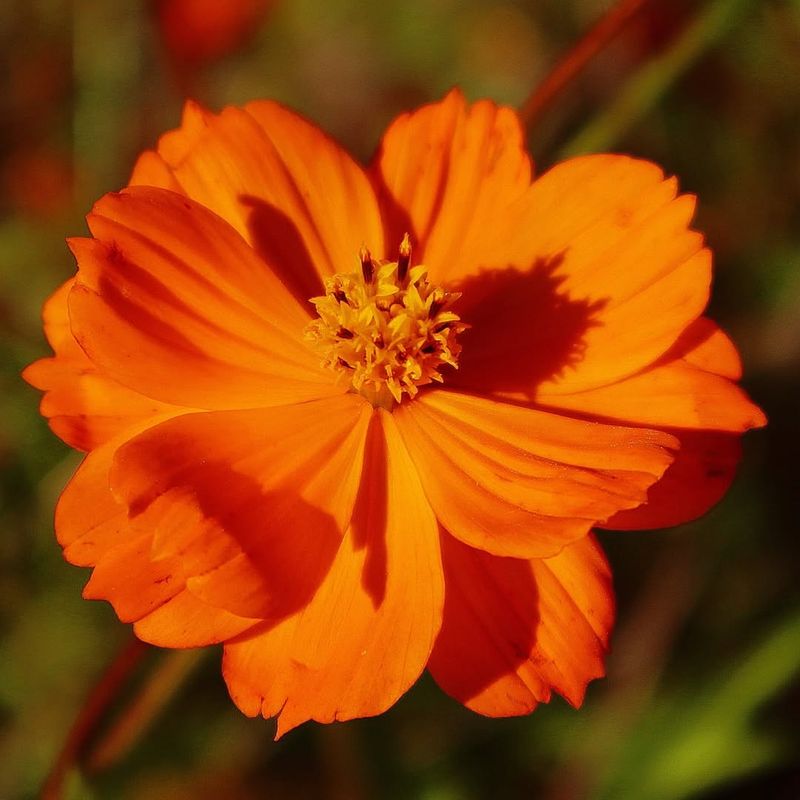 Cosmos Brings Bright Sunshine Blooms