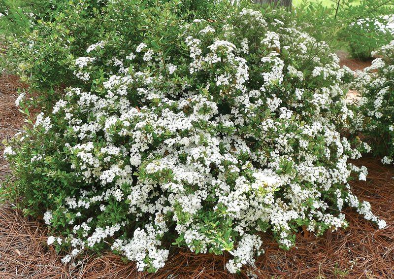 Dwarf Walters Viburnum Grows Compact And Clean
