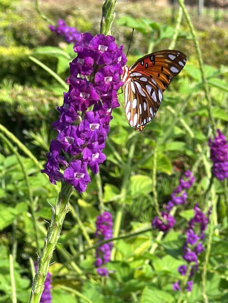 Blue Porterweed Keeps Butterflies Visiting