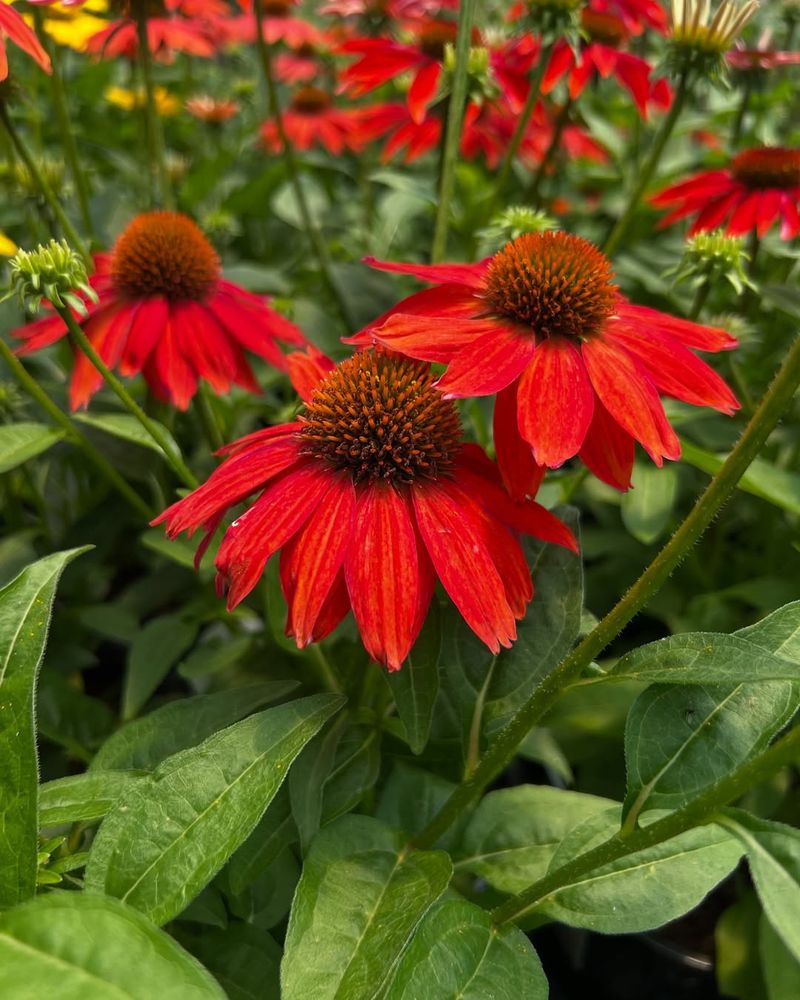 Red Coneflower