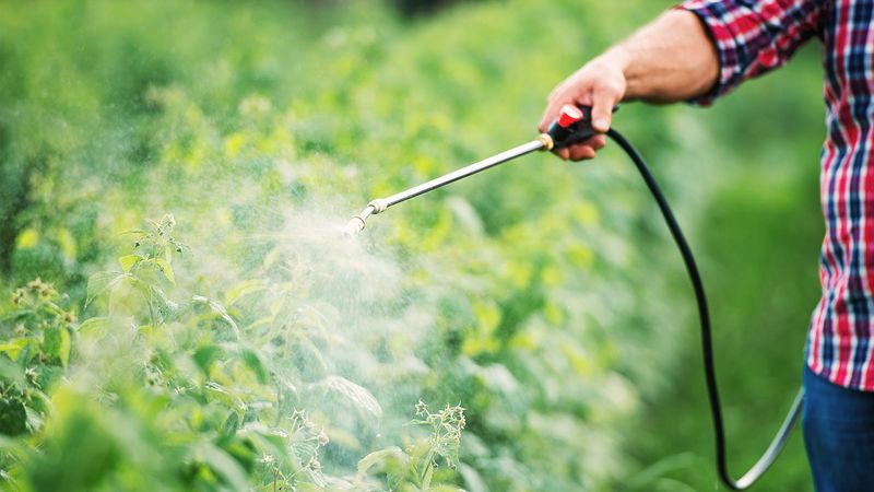 Avoid Using Pesticides And Chemicals In Your Yard