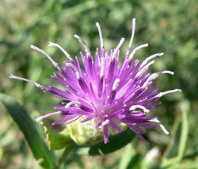 Russian Knapweed (Rhaponticum repens)