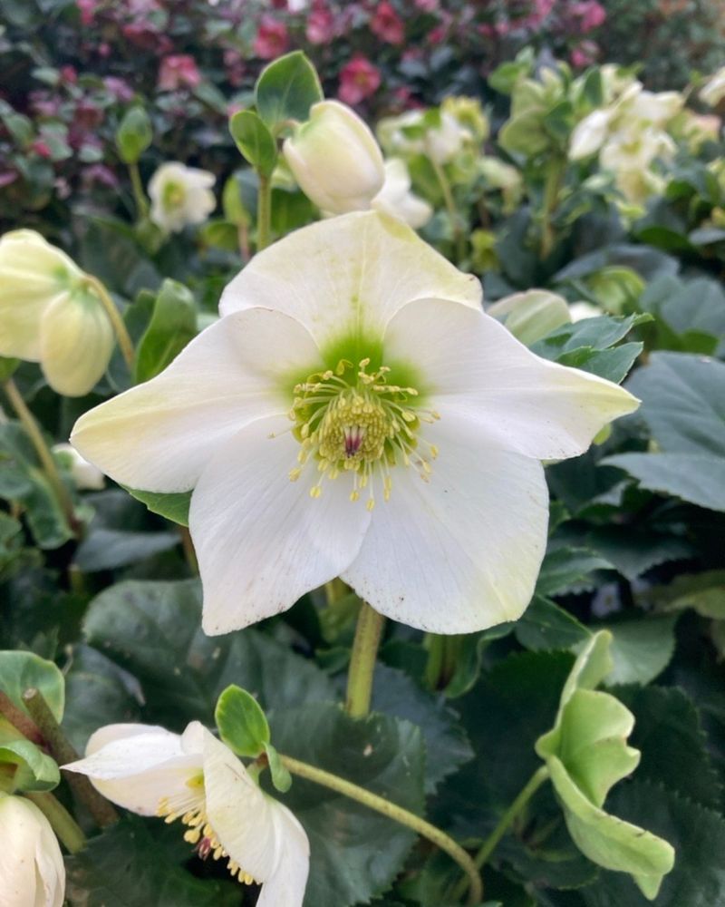 Hellebores (Helleborus Spp.)