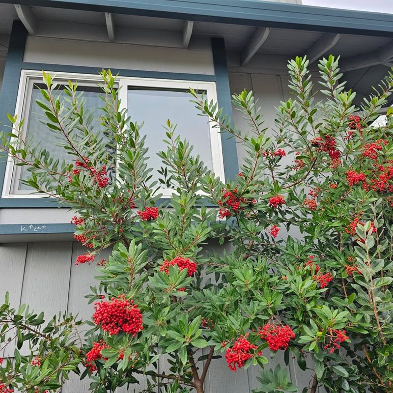 Toyon (Heteromeles arbutifolia)
