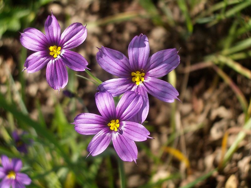 Blue-Eyed Grass (Sisyrinchium bellum)