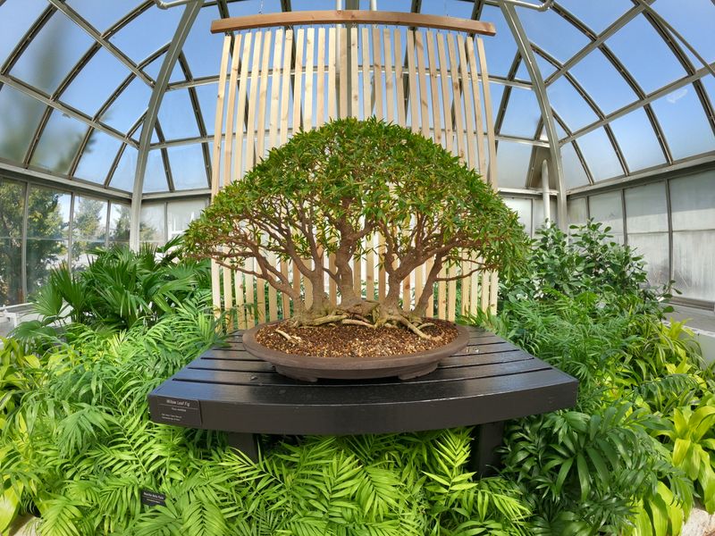 Bonsai Courtyard: Ancient Art In Miniature Form