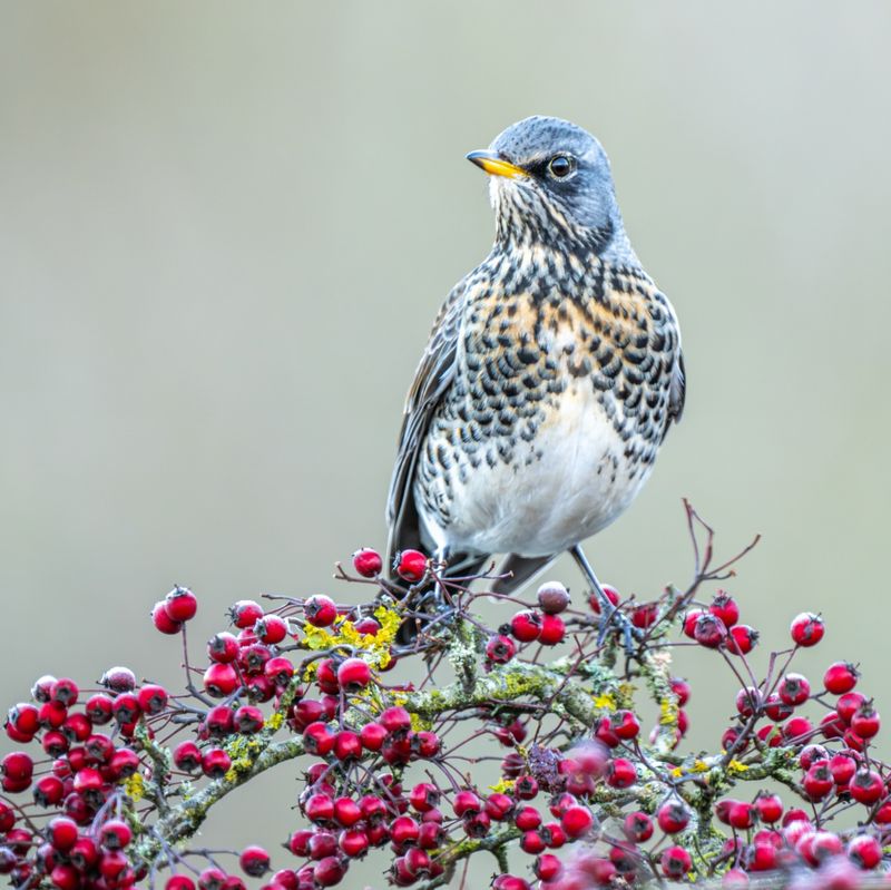 Perfect For Attracting Songbirds Year-Round