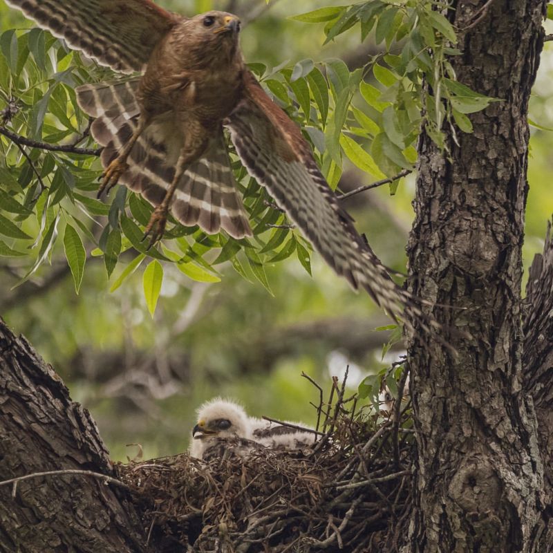 Local Hawk Populations Become More Active In Breeding Season