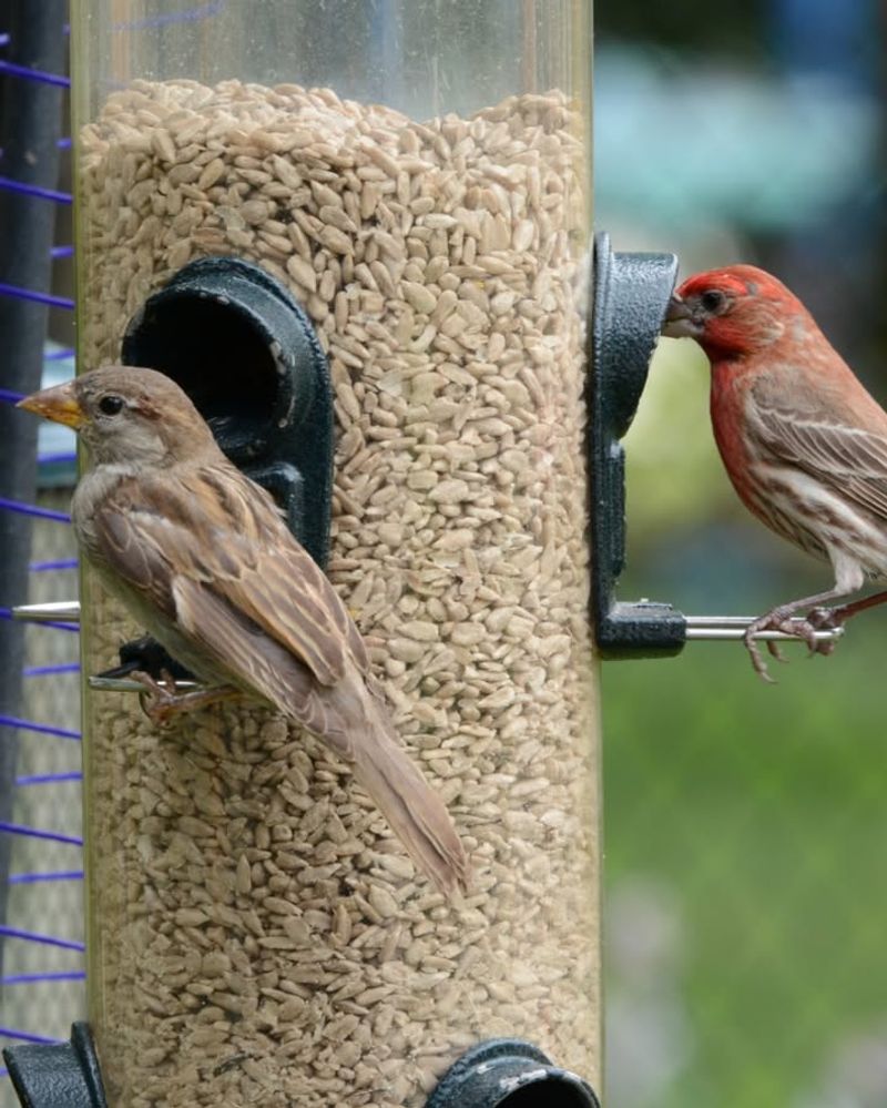 Incorrect Seed Type For Local Species