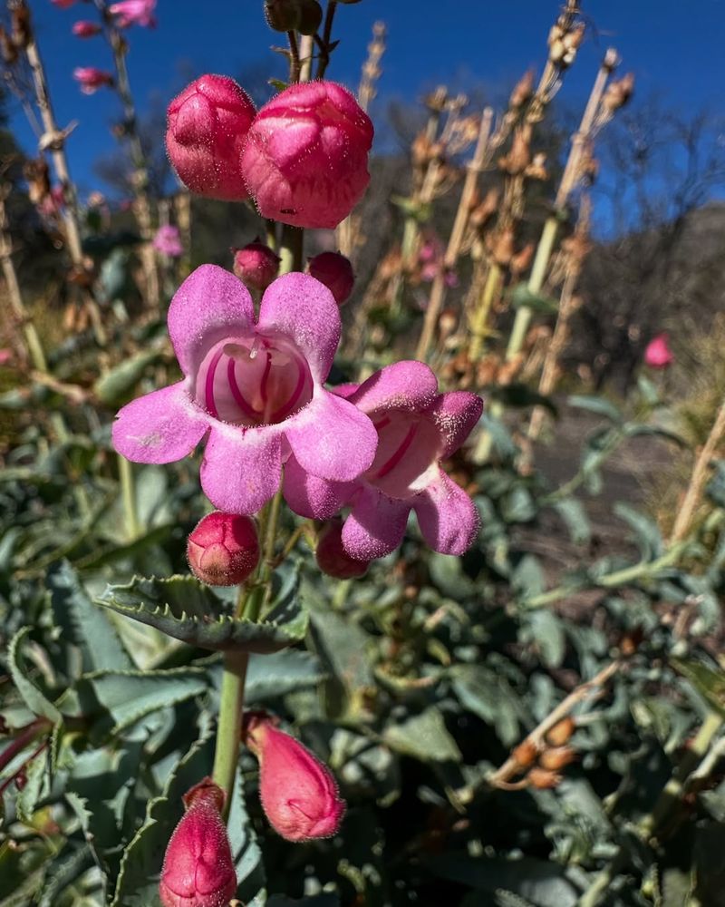 Cool Nights Don't Slow Down Penstemon Growth
