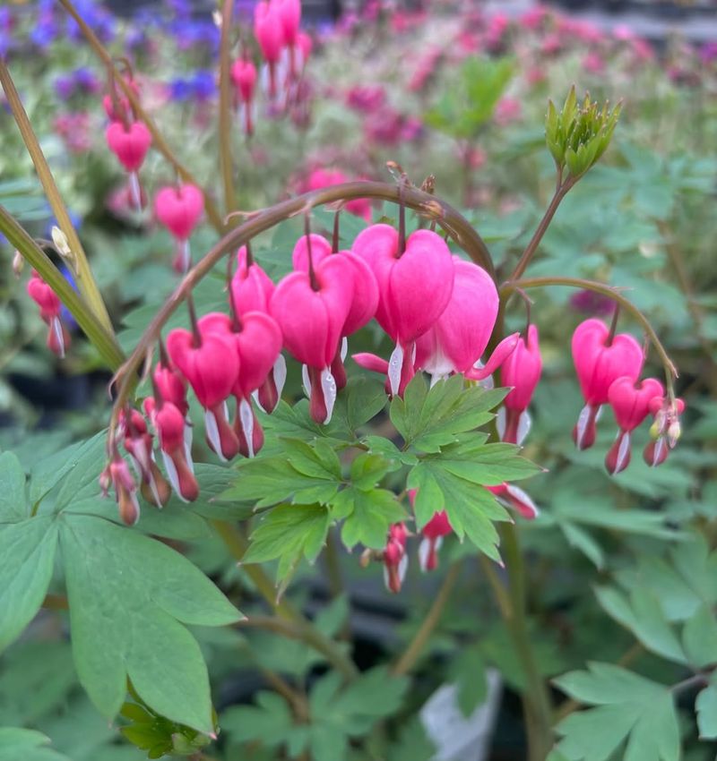 Bleeding Heart (Dicentra spectabilis)