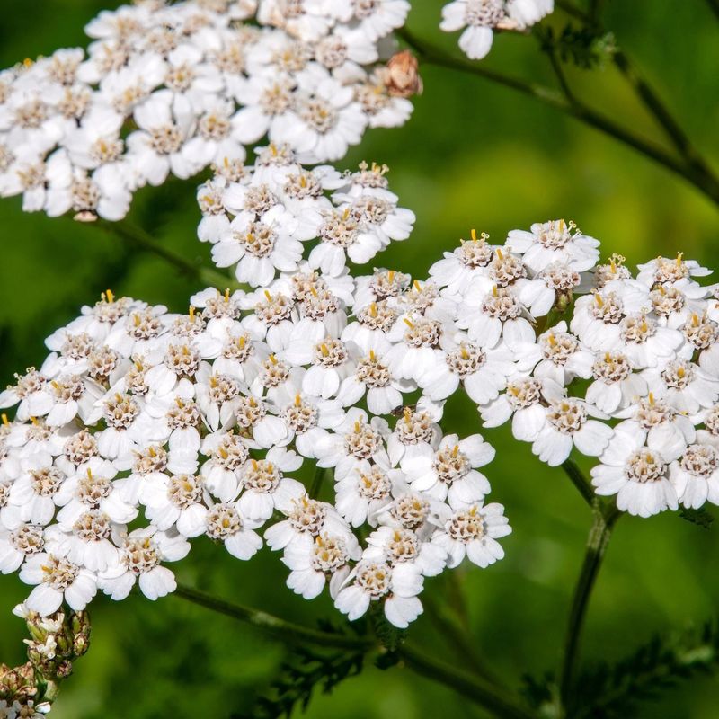Yarrow 