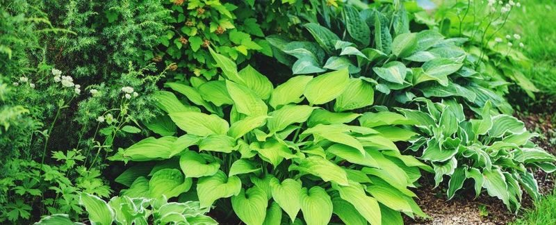 Hostas Fill Shady Spaces With Reliable Green