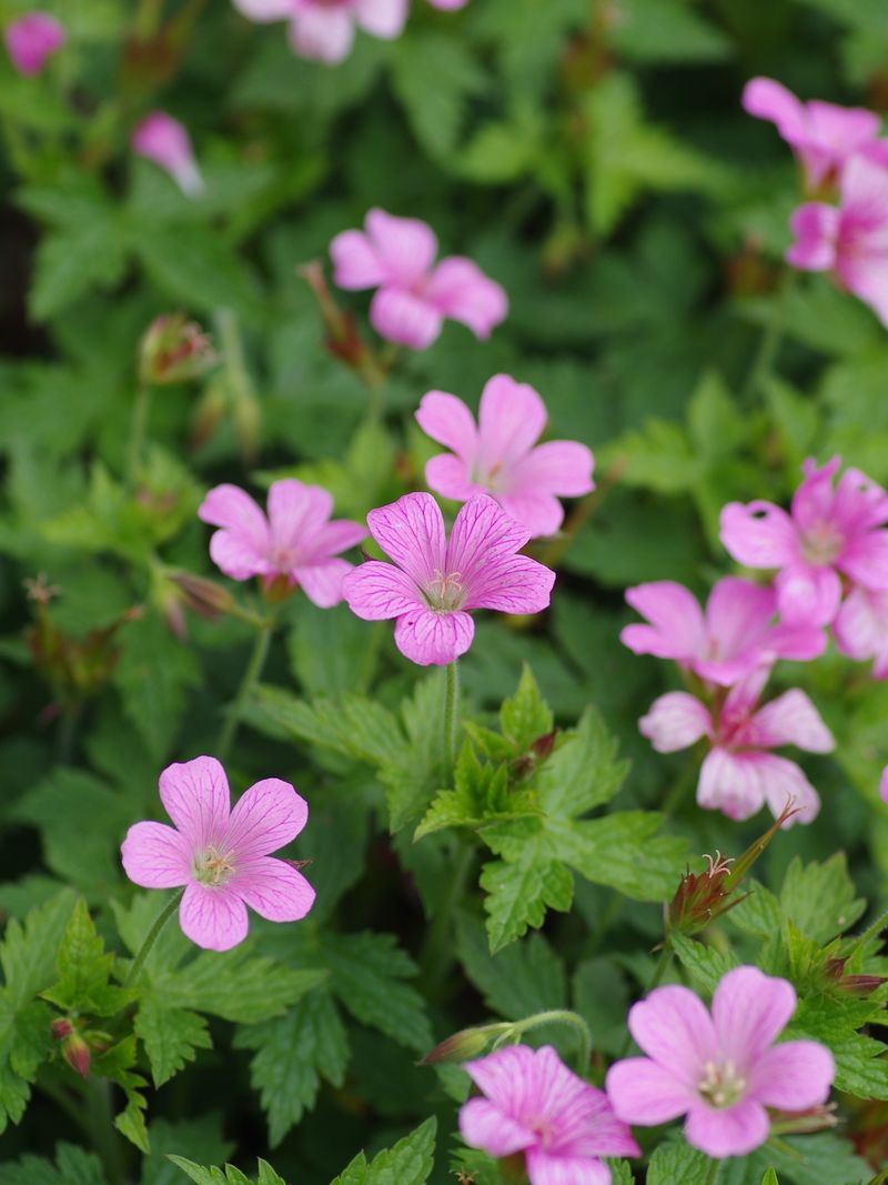 Hardy Geranium Produces Long Lasting Pink Flowers