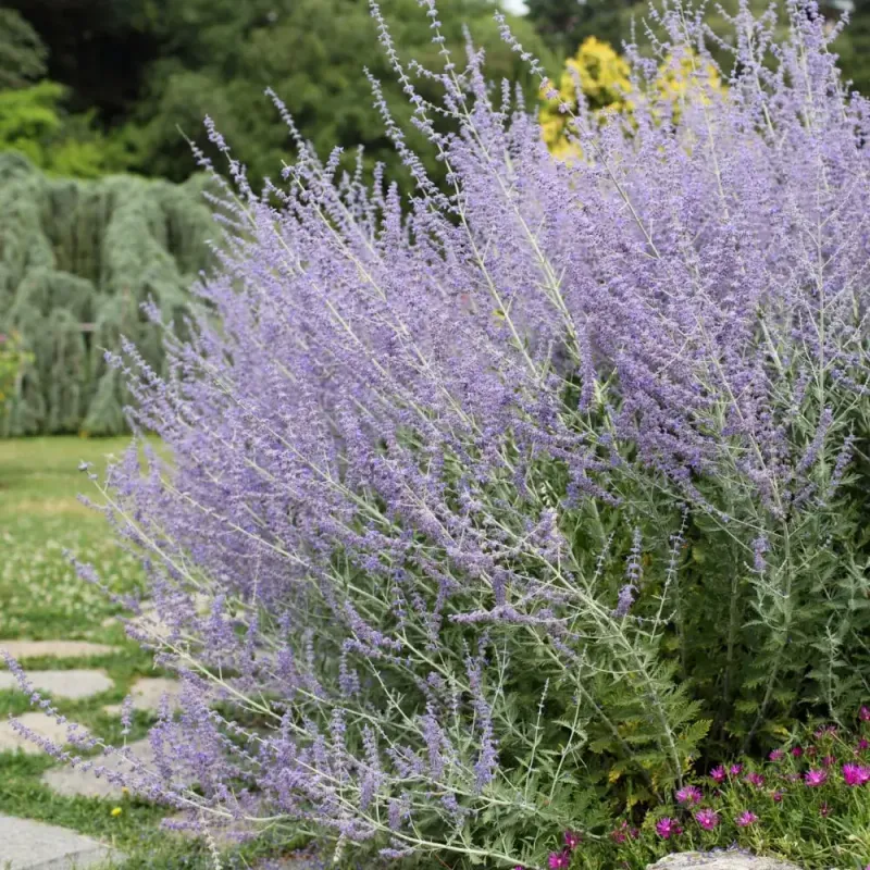 Russian Sage Creates Airy Purple Clouds