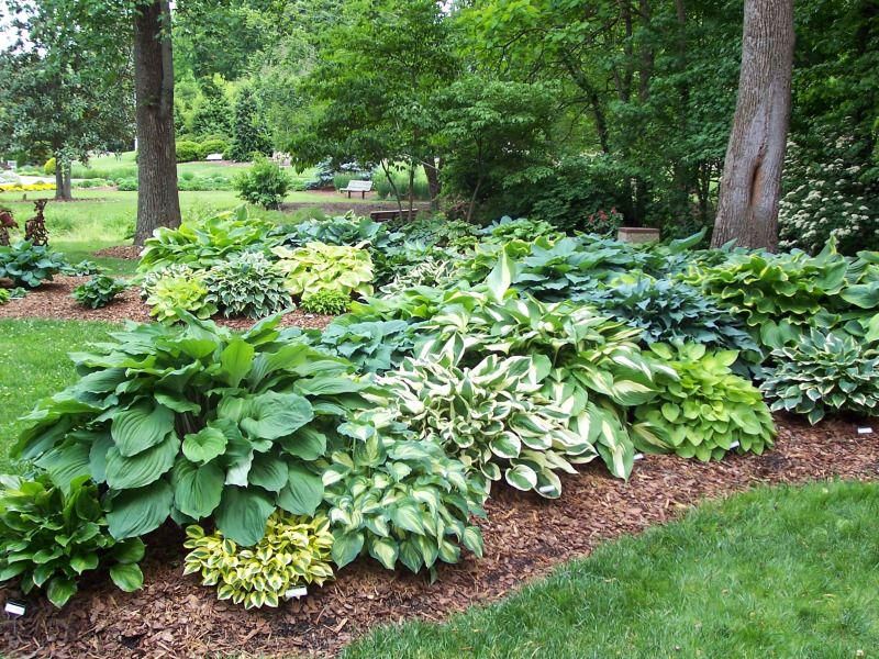 Hostas Go Dormant And Come Back Strong