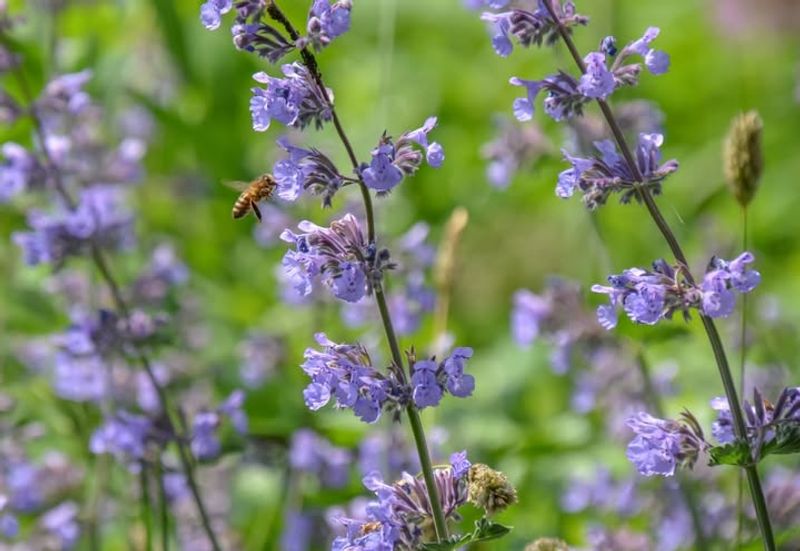 Catmint (Nepeta spp.)