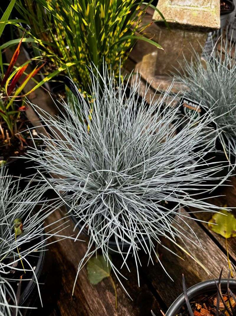 Blue Fescue (Festuca glauca)