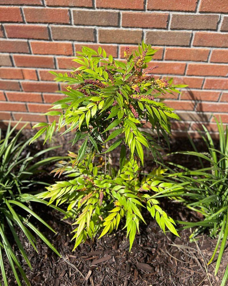 Heavenly Bamboo (Nandina domestica, non-invasive varieties)