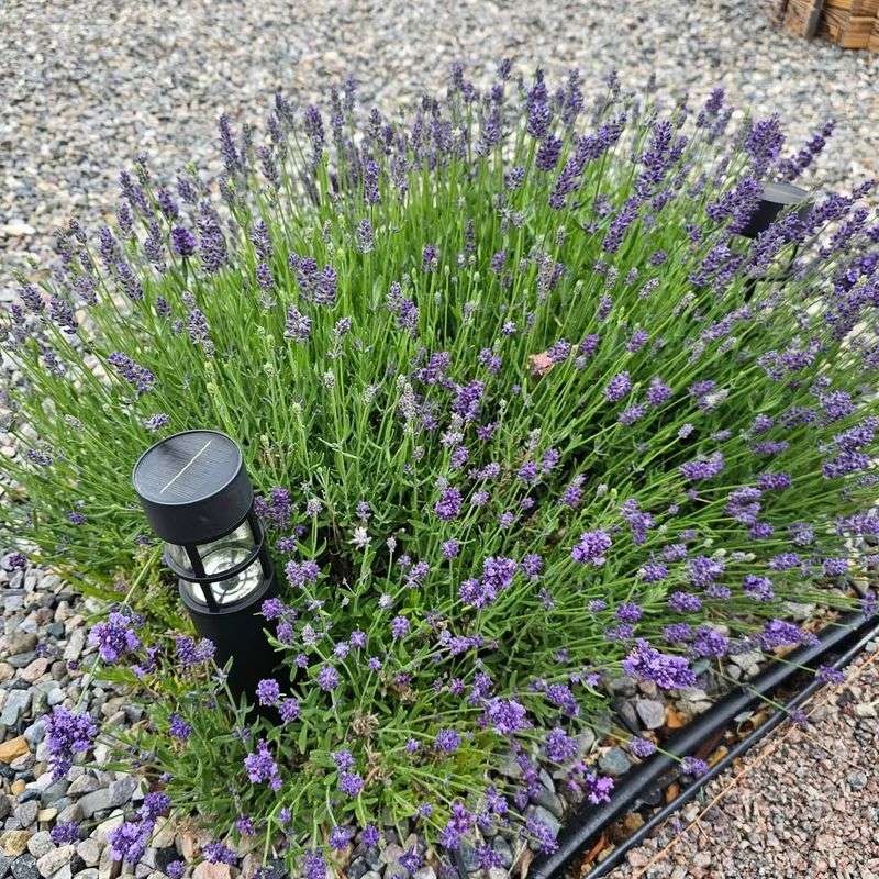 Lavender (Lavandula spp.)