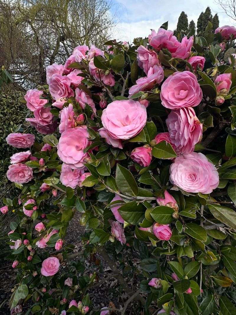 Camellia Stays Evergreen And Reliable With Basic Care