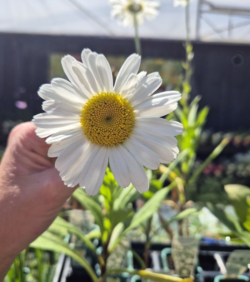 Shasta Daisy Provides Reliable Cold Hardy Blooms